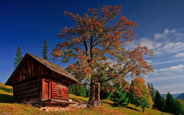 Друскининкай лес избушка осенью