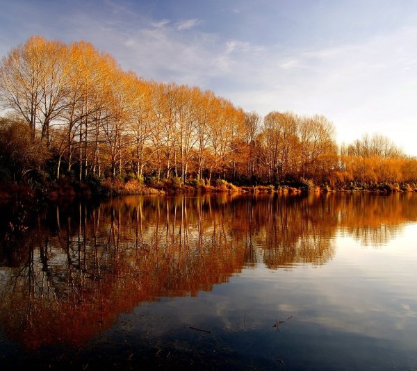 Отражение деревьев в воде