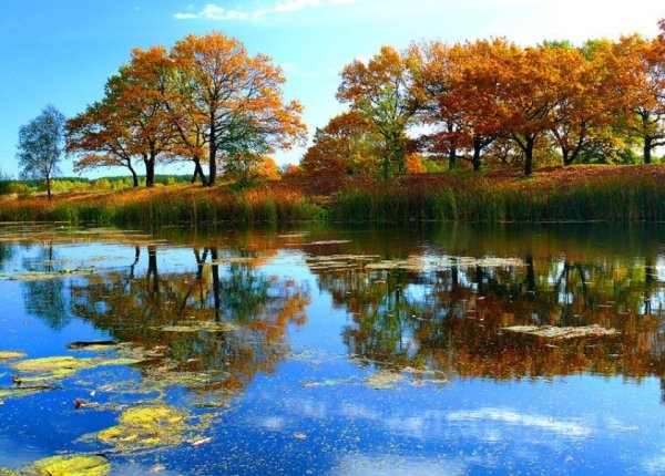 Осень акварель