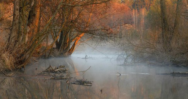 Заводь в лесу в тумане