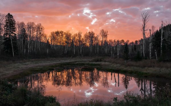 Ночь на болоте