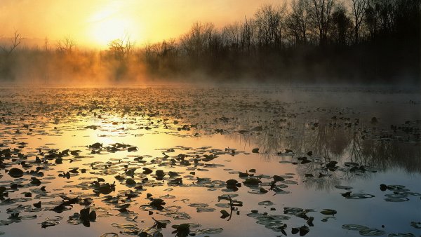 Красивые болота