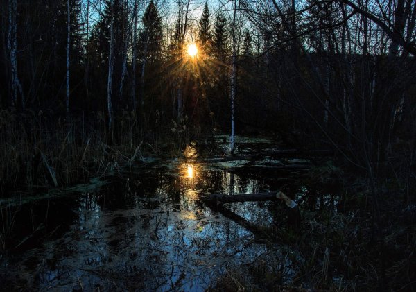 Осень туман