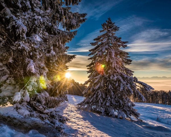 Новогодняя природа