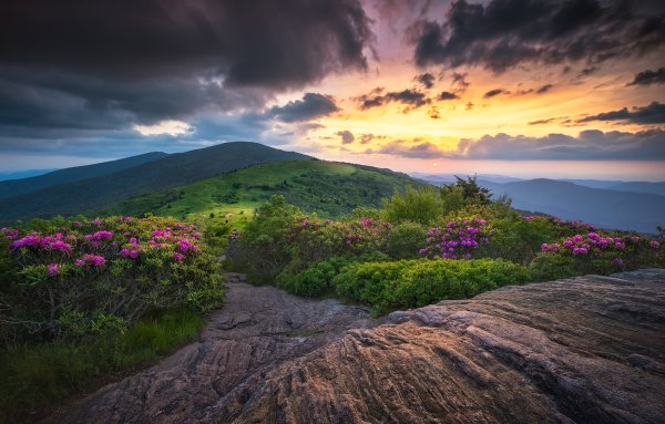 Море горы цветы