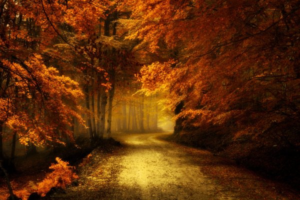 Волшебный осенний лес