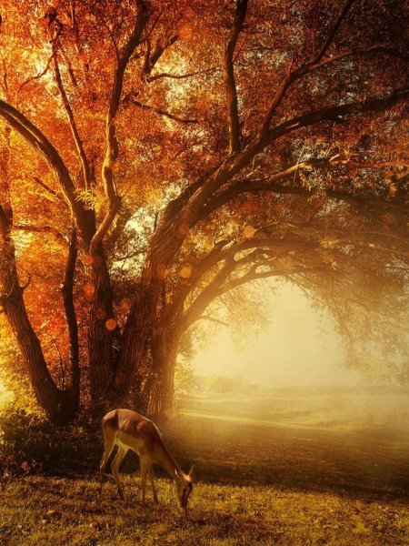 Сказочный осенний лес