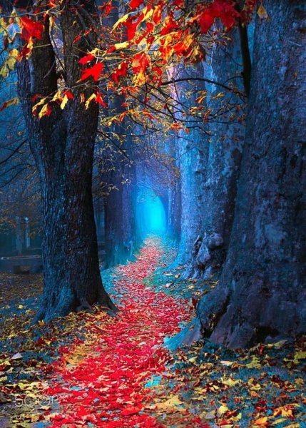 Осенний лес