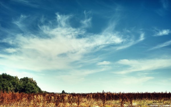 Светлый пейзаж