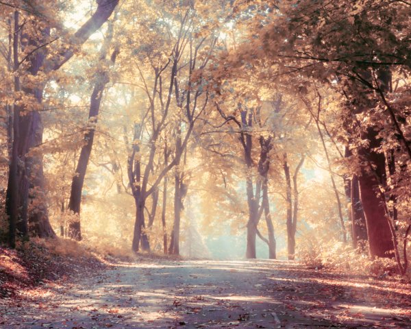 Светлый пейзаж