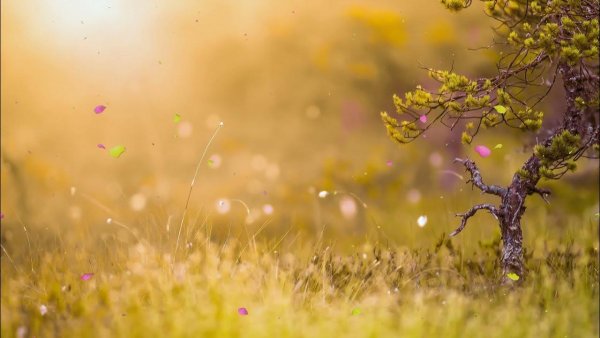 Фон для портрета природа