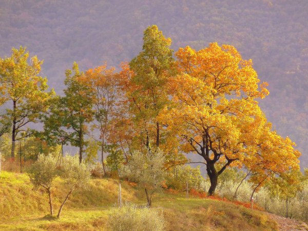 Осень в лесу