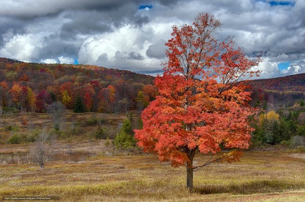 Деревья осенью