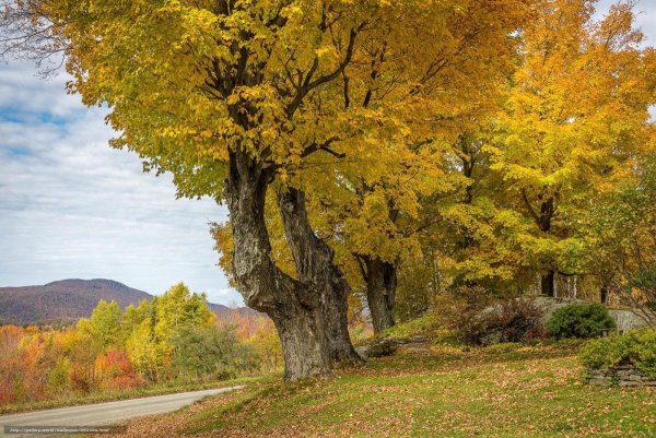 Осенний пейзаж дерево