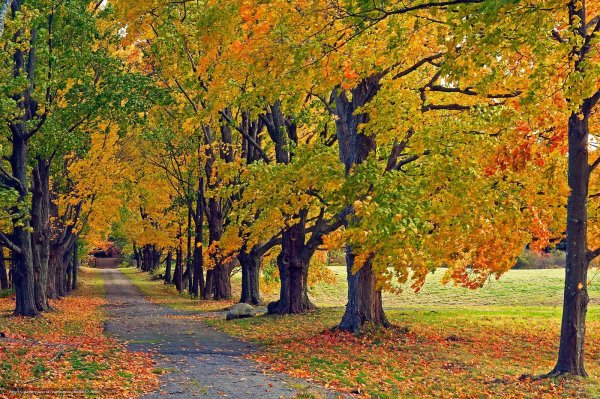 Осенний пейзаж дерево