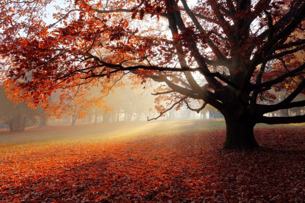 Fall Lonely Tree HD HD