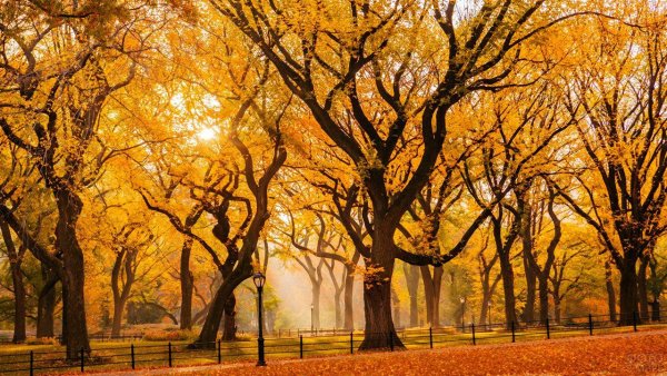 Осень в парке