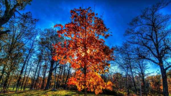 Осенний лес деревья