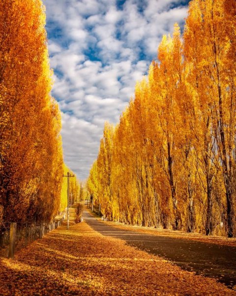 Фото осень Золотая