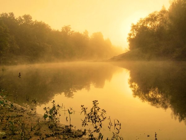 Золотое утро