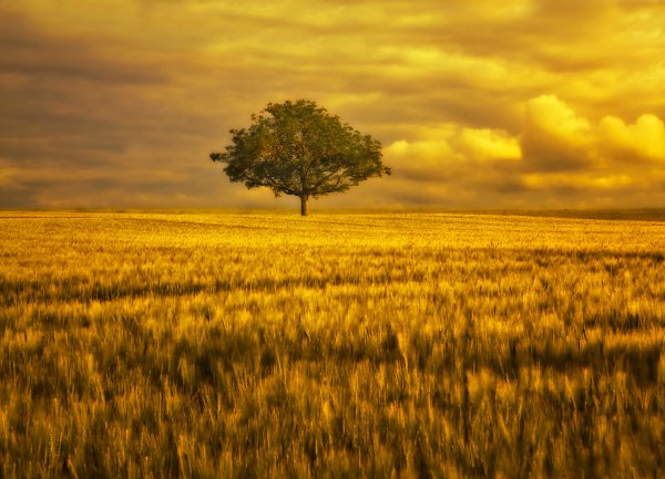 Дерево посреди поля