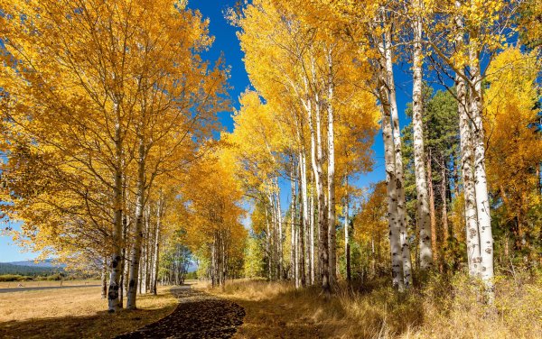 Природа осень