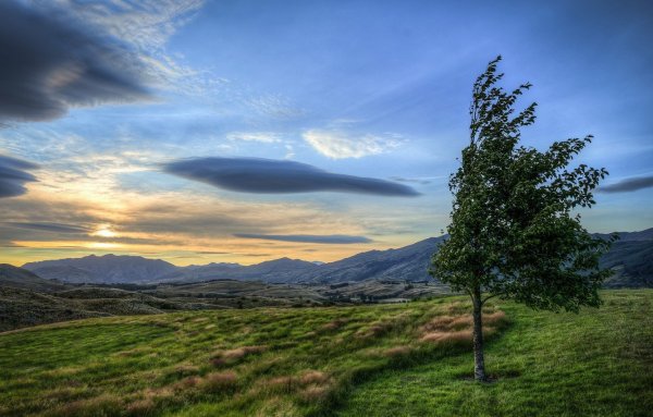 Одинокое дерево на ветру