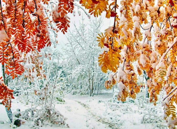 Снег осенью