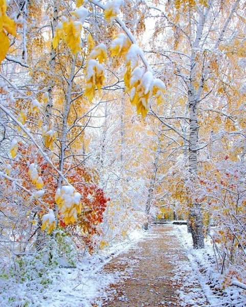 Первый снег