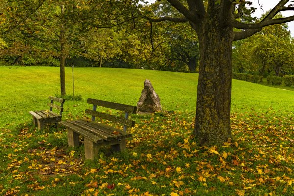 Скамейка дуб черешчатый