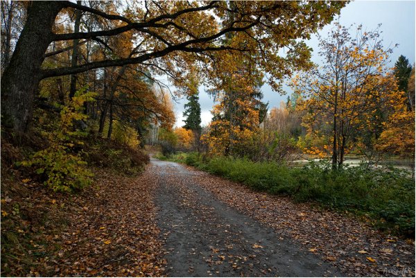 Пасмурная осень