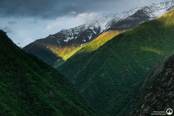 Растительный мир Чеченской Республики