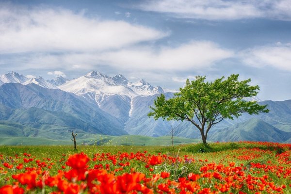 Маковые поля в Киргизии