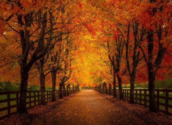 Осенний парк аллея