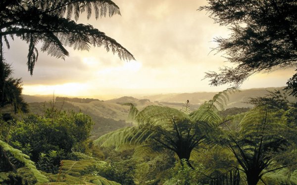 Тропики и субтропики