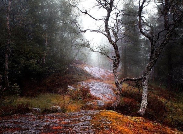 Мокрый осенний лес