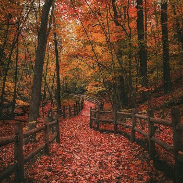 Лес осенью Эстетика