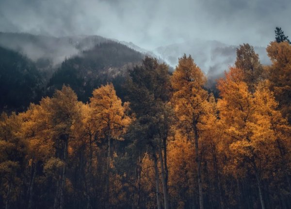 Осенний лес в горах