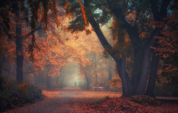 Осенний лес в тумане