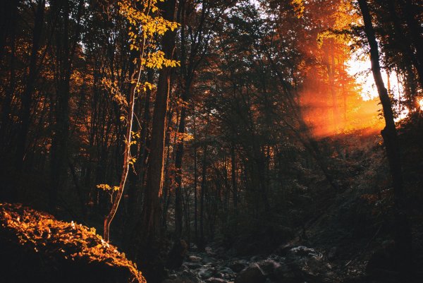 Эстетика природы