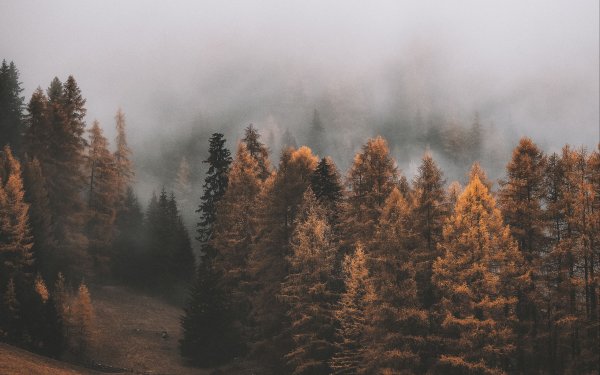 Туманный лес Таганай