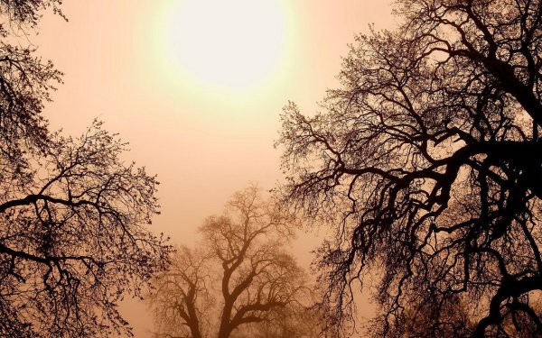 Пейзаж в коричневых тонах