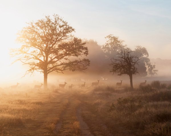 Пейзаж сепия