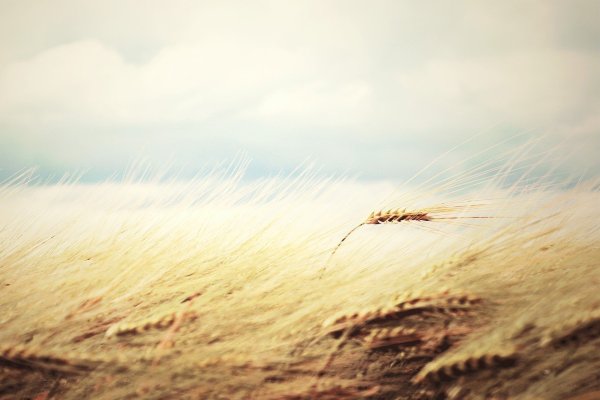 Природа в светлых тонах