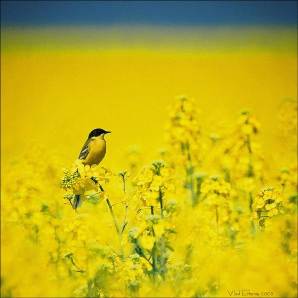 Сине желтый пейзаж