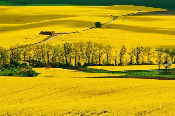 Поля Моравии Чехия