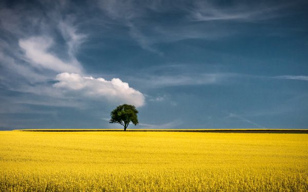 Желтое поле голубое небо