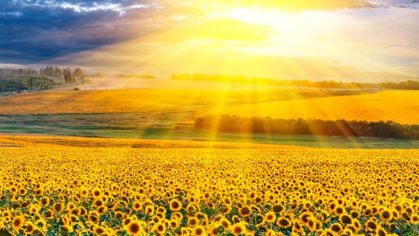 Красивое поле подсолнухов