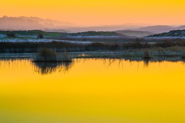 Боливия желтые цветы озеро