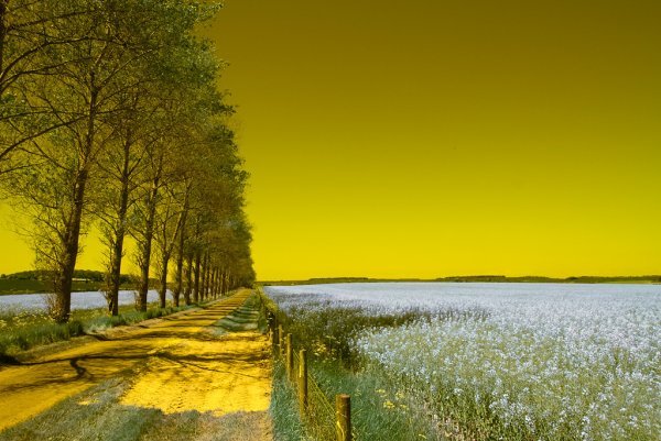 Пейзаж в желтых тонах